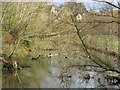 Mallard ducks enjoying an early spring day in Malmesbury