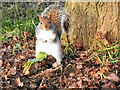 Squirrel at Walton Park