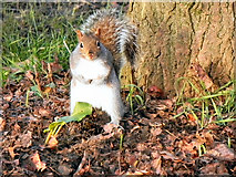 SJ7890 : Squirrel at Walton Park by David Dixon