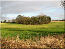 TF8617 : Copse in field north of the B1145 road by Evelyn Simak