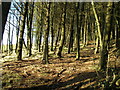 Footpath through New Laithe wood