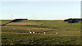 Fields in the upper Deerness valley