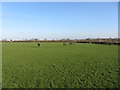 Fields and footpath at Sigingstone