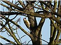 Green Woodpecker