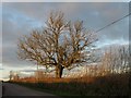 Tree by the lane to Branscombe Cross