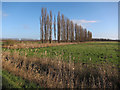 Poplars windbreak