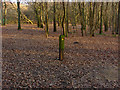 Waymarker in the woods