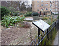 Acton Waterwise Garden