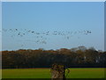 SU7901 : Overwintering Brent geese in flight near Itchenor by Shazz