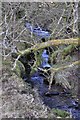 Exmoor : Stream & Woodland