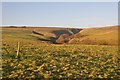 Exmoor : Moorland at Tangs Bottom