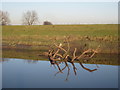 Floating timber on the River Don