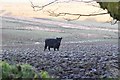 Exmoor : Cow in a Field