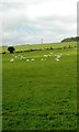 NY6963 : Sheep Pasture near Haltwistle by Anthony Parkes