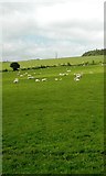 NY6963 : Sheep Pasture near Haltwistle by Anthony Parkes