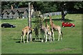 ST8244 : Longleat - Giraffes by Anthony Parkes