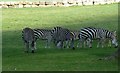 Longleat Safari Park - Zebra