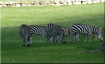 ST8144 : Longleat Safari Park - Zebra by Anthony Parkes