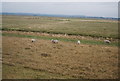 TQ7379 : Sheep, Cliffe Marshes by N Chadwick