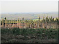 Cleared area in Slaley Forest above Spring House (2)