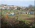 Bassaleg Allotments