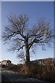 Tree on the road