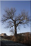 SP8053 : Tree on the road by Bill Nicholls