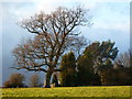 Field with tree, Mount Tudor, Catsash, near Newport