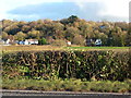 Hedge and houses and a field from a traffic jam, near Christchurch, Newport