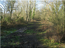 SU7552 : A muddy path - Odiham Common by Mr Ignavy