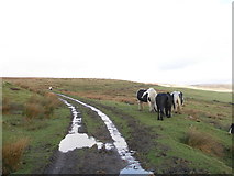 SD8922 : Horses grazing on Limers Gate by John Slater
