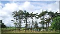 Telecommunications mast in the trees by the M74