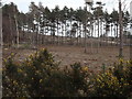 Farnham Heath Nature Reserve