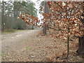 Bridleway, Farnham Heath