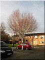 Silver Birch in Wycliffe Road