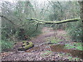 SU0405 : Log Crossing, Holt Forest by Lorraine and Keith Bowdler