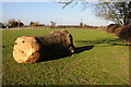 Oak tree trunk