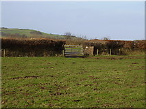 SS5944 : Gates in a field off the A3123 by Anthony Vosper