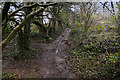 Muddy path, Tair Onen Forest