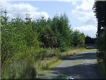 SN7850 : Forestry road north of Soar-y-Mynydd, Ceredigion by Roger  D Kidd