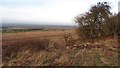 Woodland corner, Horse Rigg