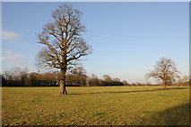 SO8760 : Trees in a field by Philip Halling