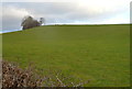 SO4814 : Sloping field near Rockfield by Jaggery