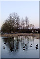 The village pond, Tylers Green (2)