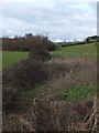 Stream in scrub beside Branscombe Lane