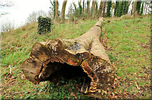 J4682 : Dead tree, Helen's Bay by Albert Bridge
