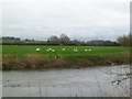 Spetisbury, swans