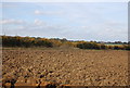 Autumnal hedge across a ploughed field