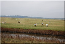 TQ7679 : Sheep, Cooling Marshes by N Chadwick