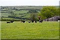 Rescue Collies at Hill Head Cross looking E